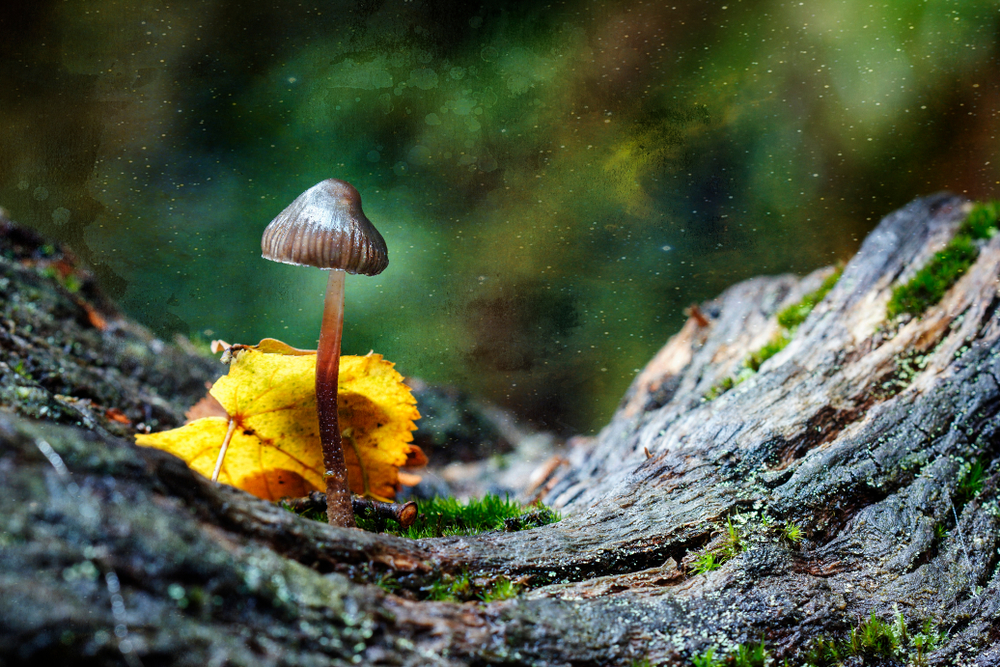 Micro dosing magic mushrooms beneficial effects