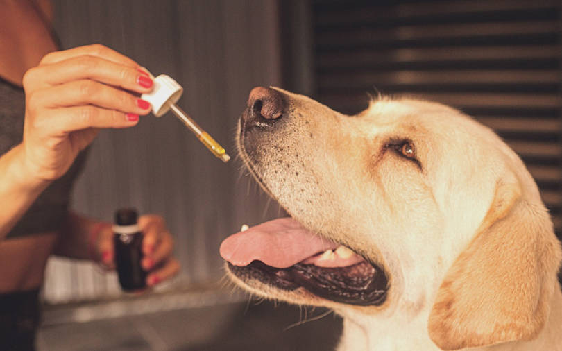 All You Need to Know About CBD Oil for Pets￼