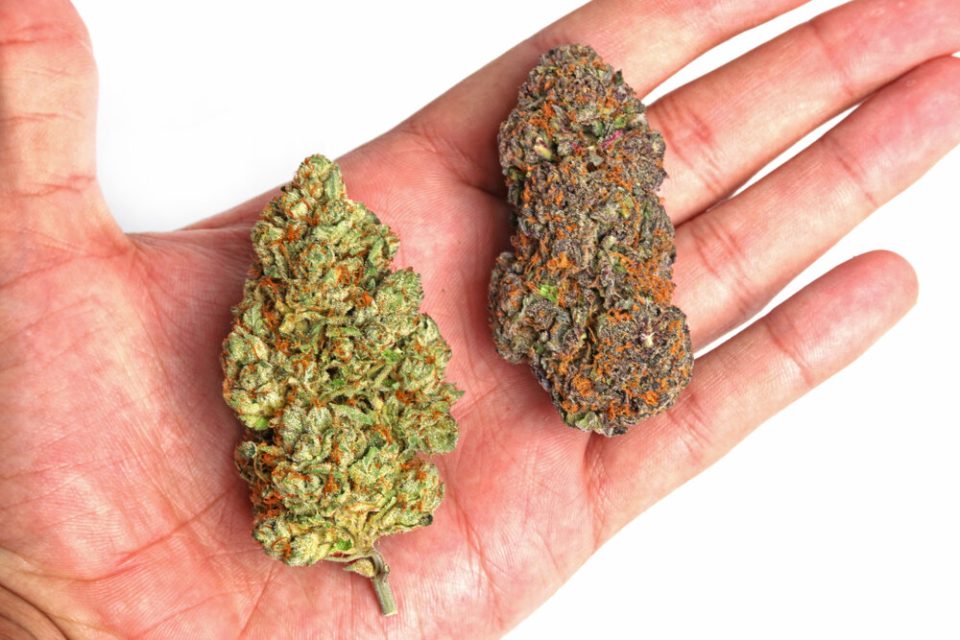 DISCOVER THE TOP 10 INDICA STRAINS FOR 2023 
